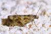Celypha cespitana